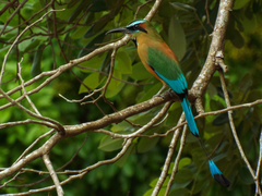 Turquoise-Browed Motmot photo 2