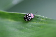 Alagoasa trifasciata