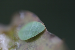 Tituria planata