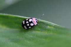 Alagoasa trifasciata