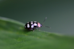 Alagoasa trifasciata