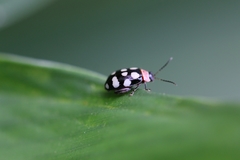 Alagoasa trifasciata