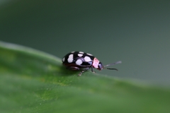 Alagoasa trifasciata
