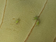 Illinoia liriodendri