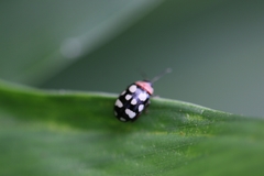 Alagoasa trifasciata