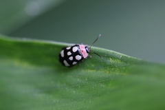 Alagoasa trifasciata