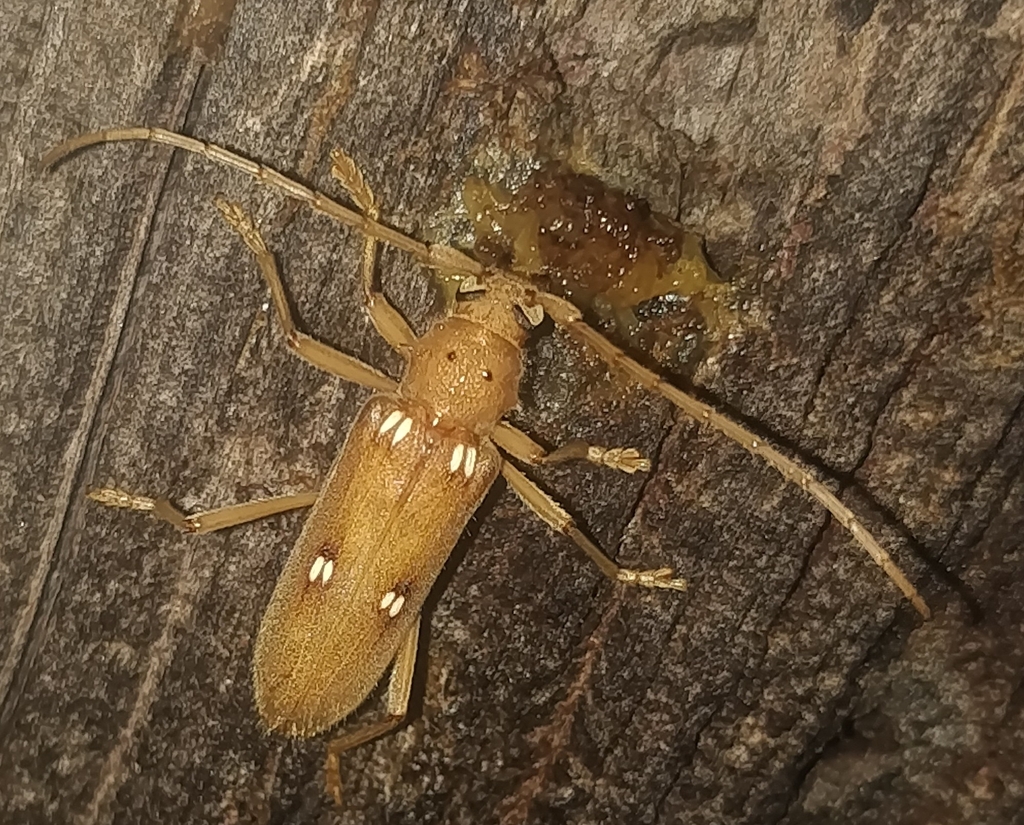 Ivory-marked Borer