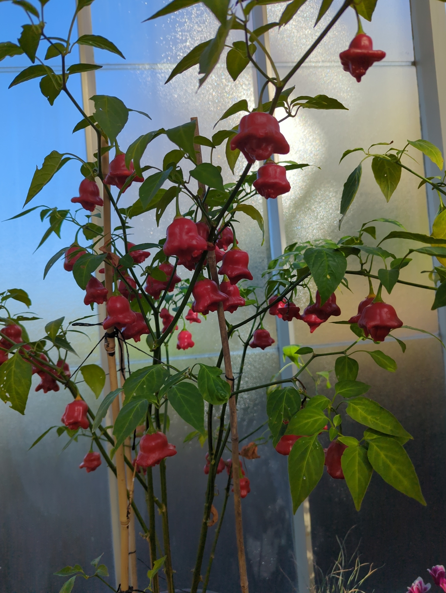 Imagem de Pimenta-de-cheiro