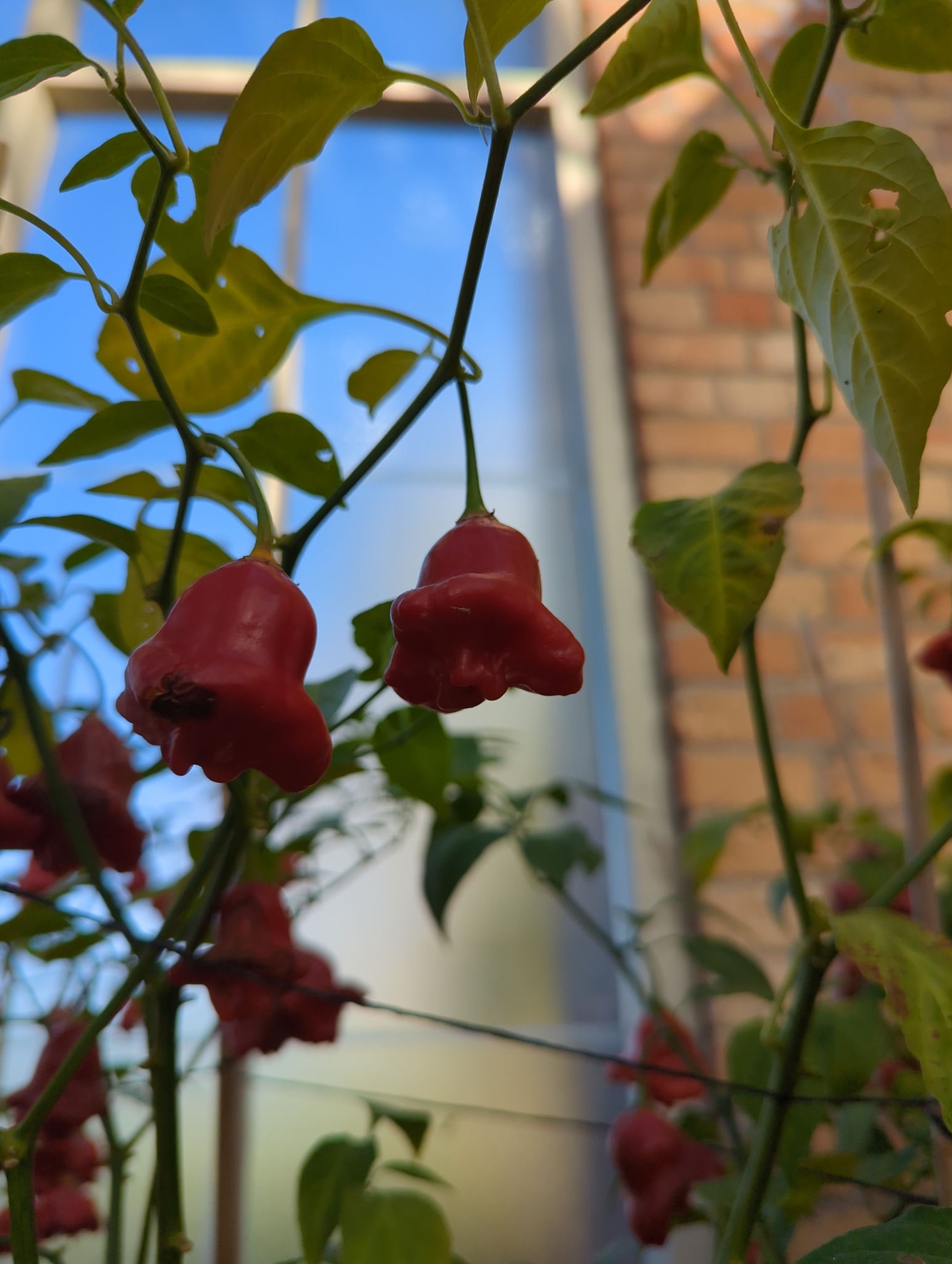 Imagem de Pimenta-de-cheiro