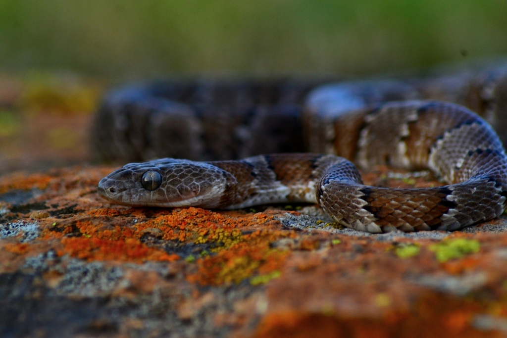 Mexican Lyre Snake from Campamento Yuca on July 26, 2023 at 07:06 PM by ...