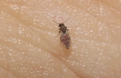 Culicoides ornatus