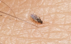 Culicoides ornatus