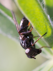 Curranops apicalis