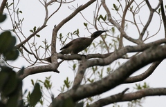 Philemon buceroides yorki