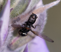 Curranops apicalis