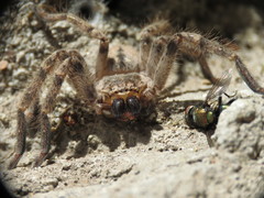 Polybetes pythagoricus