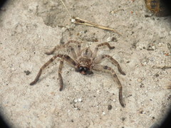 Polybetes pythagoricus