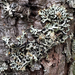 Cyphobasidium hypogymniicola - Photo (c) aarongunnar, algunos derechos reservados (CC BY), uploaded by aarongunnar