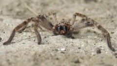 Polybetes pythagoricus