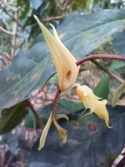 Five-veined Gongora