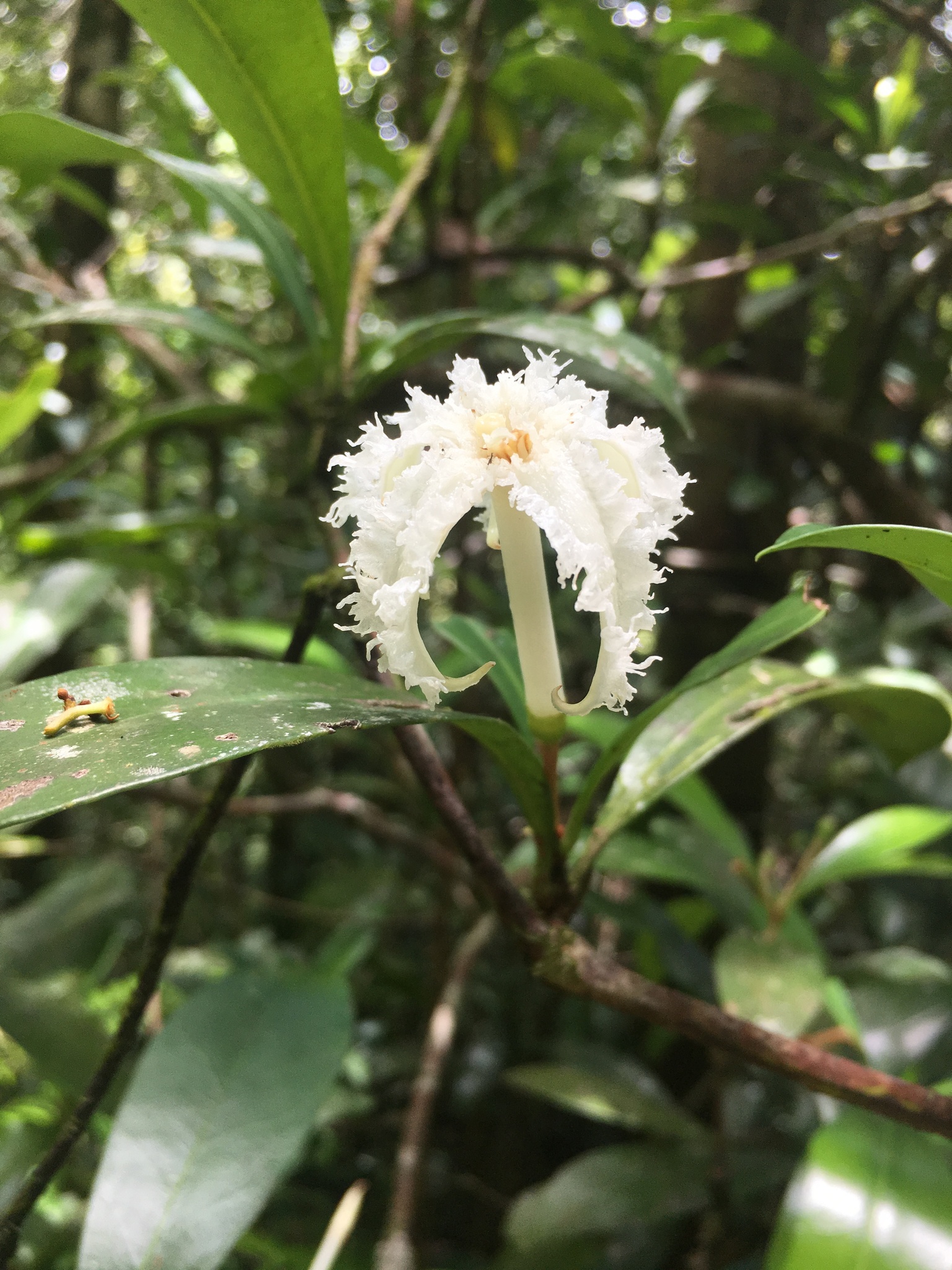 Alseuosmiaceae