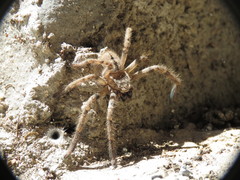 Polybetes pythagoricus