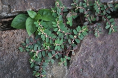 Image of Euphorbia thymifolia