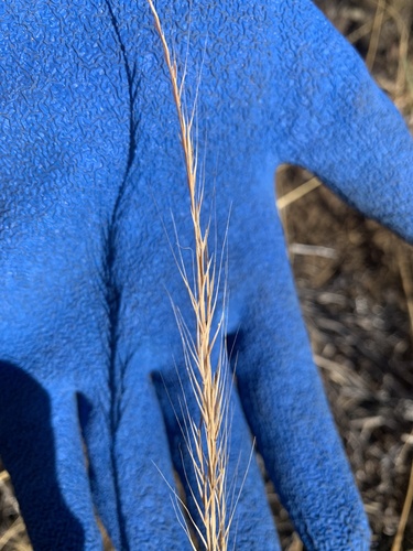 Festuca bromoides observed 2023-07-27