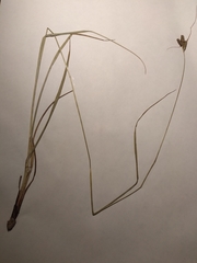 Carex hirsutella