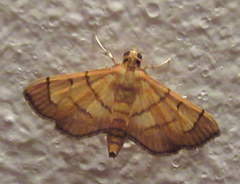 Orphanostigma haemorrhoidalis