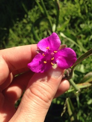 Tradescantia gigantea