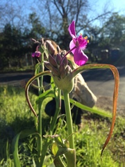 Tradescantia gigantea