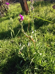 Tradescantia gigantea