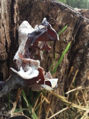 Auricularia