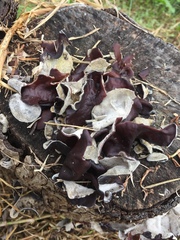 Auricularia