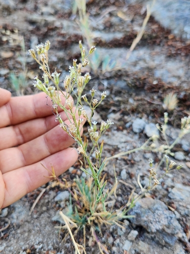 Image of Crater Lake Sandwort (Eremogone pumicola) by (c) Merlla McLaughlin, some rights reserved (CC BY)