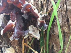 Auricularia