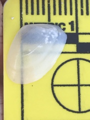 Donacidae