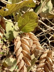 Flemingia strobilifera image