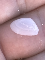Donacidae