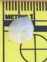 Nuculanoidea