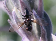 Curranops apicalis