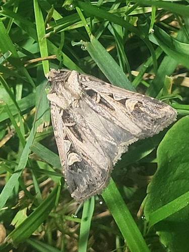 Tricose Dart photo 3