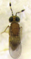 Metaphycus alberti