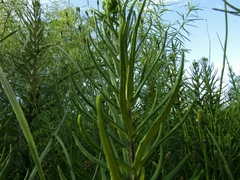 Pityrogramma trifoliata