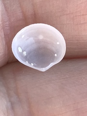 Nuculanoidea