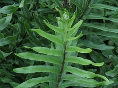 Pityrogramma trifoliata