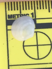 Nuculanoidea