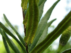 Pityrogramma trifoliata