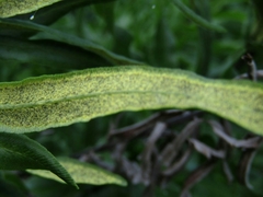 Pityrogramma trifoliata